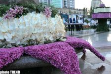 Bakı parklarında Gül bayramı keçirilir - FOTOSESSİYA